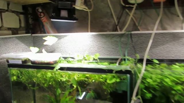 Новинки на разводне! Камень для Ивагуми,....Артемия почтой. смотреть онлайн