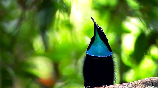 10 самых редких животный в нашем мире смотреть онлайн