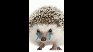 Я не человек и не горошик я ёжик!!! MEME