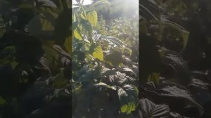 сорта малины Полька и Зюгана
