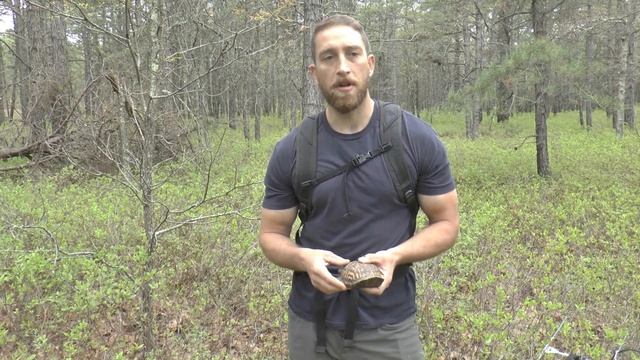 Radio Tracking Box Turtles in the NJ Pinelands смотреть онлайн