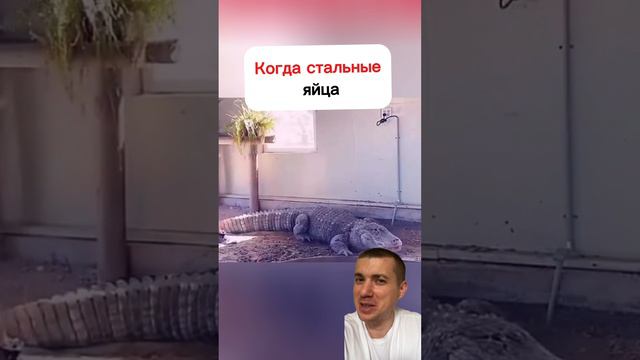 Когда стальные яйца 😁 #юмор