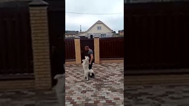Самоед дрессировка .ОКД