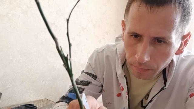 ВОЗДУШНАЯ ОТВОДКА ЛИМОНА / ЦИТРУСЫ В ДОМЕ. смотреть онлайн