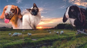 Голоса домашних животных