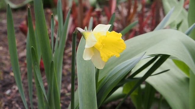 Весенние цветы, апрель 2023 г смотреть онлайн