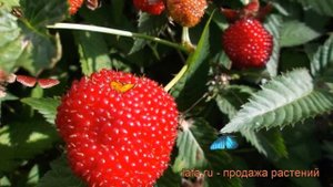 Малина земляничная (rubus) ? земляничная малина обзор: как сажать, саженцы малины