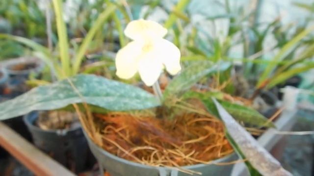 Paphiopedilum concolor - Lan hài gấm смотреть онлайн