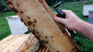 отбираю рамки для откачки 12 августа 2023г