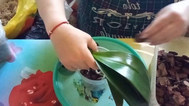 ?Омоложение орхидеи ? смотреть онлайн