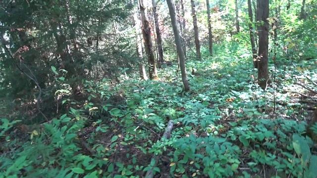 НАБРАЛИ КУЧУ ГРИБОВ!!! в лес 28 июля 2023 2ч смотреть онлайн