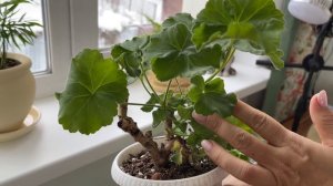 СТИМУЛИРОВАНИЕ ПЕЛАРГОНИИ К ВЕСЕННЕМУ РОСТУ