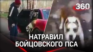 «Взять её!» — водитель натравил бойцовского пса на девушку-пешехода в Мытищах. Видео