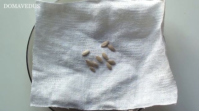 КАК ПРАВИЛЬНО ПРОВЕРИТЬ СЕМЕНА НА ВСХОЖЕСТЬ ПЕРЕД ПОСЕВОМ. ЗАЧЕМ ОПРЕДЕЛЯТЬ ВСХОЖЕСТЬ СЕМЯН? смотреть онлайн