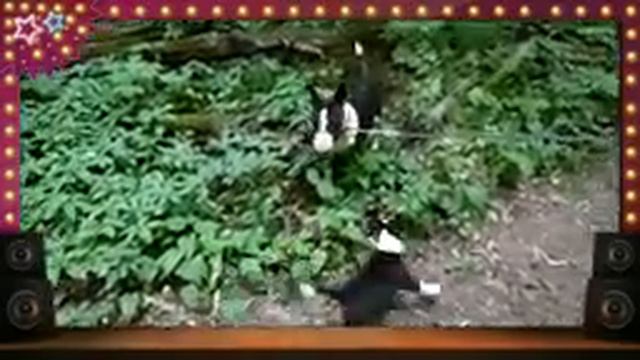 Прогулка бультерьеров смотреть онлайн