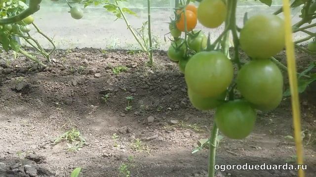 Рассказываю про черри томаты "Волшебная арфа" смотреть онлайн