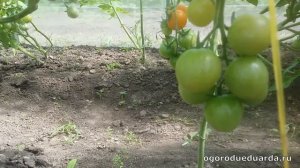 Рассказываю про черри томаты "Волшебная арфа"