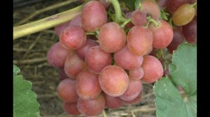 Виноград 2023. Снежок - стабильная рабочая лошадка