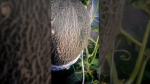 дыня торпеда. 2 августа2018. Нижегородская область.