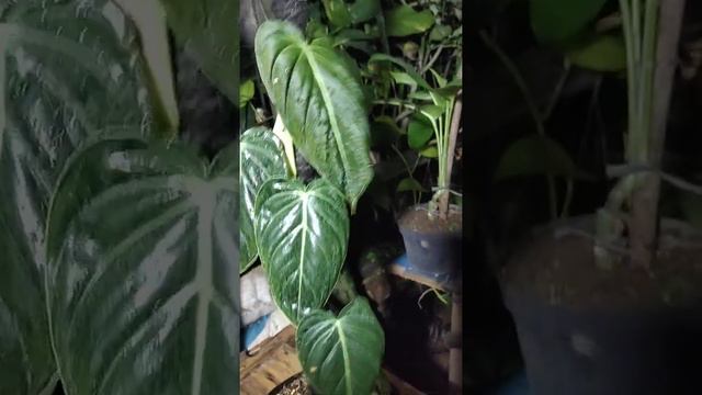 Philodendron Melanocrysum