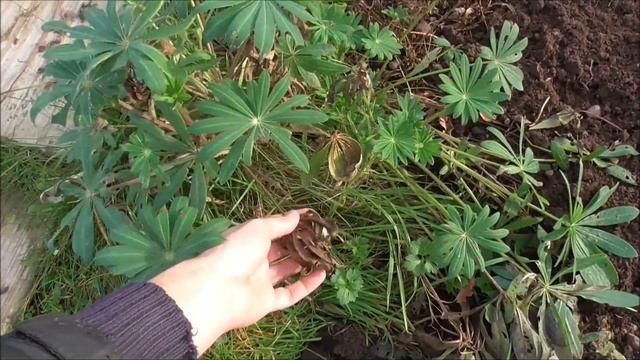 Planting Allium Bulbs #gardening #alliums #allotment смотреть онлайн