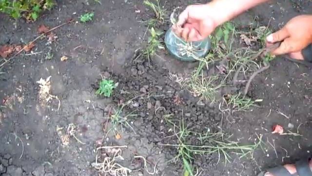 Когда убирать лук севок. Лук тыканка смотреть онлайн