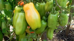 ДЛИННОПЛОДНЫЕ и очень УРОЖАЙНЫЕ томаты, которые плодоносят в ЛЮБОЕ лето! Советы от ЗЕЛЕНОГО ОГОРОДА