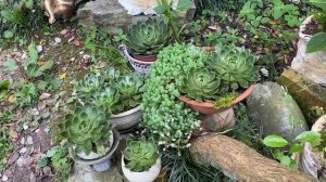 Каменная Роза Суккуленты в саду