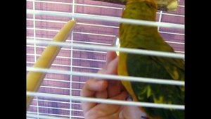 Sun conure. Попугай Солнечная аратинга. Птенец 2,5 мес. Первый день дома.