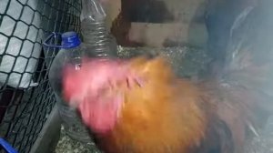 Кольца от расклева для петухов. И нам пришлось ими воспользоваться