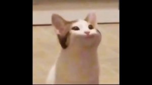 КОТ ОТКРЫВАЕТ РОТ