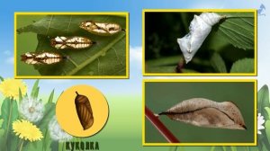 Насекомые для детей. Учим насекомых. Часть 3