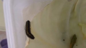 Гусеница капустницы и куколка капустницы