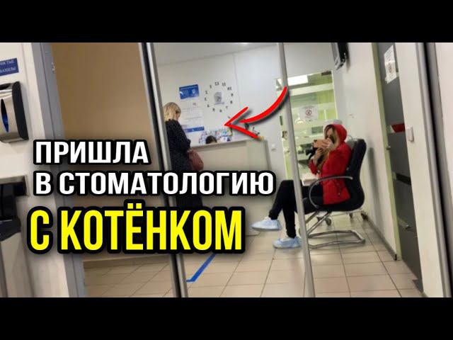 Пришла в стоматологию с котёнком. Реакция персонала