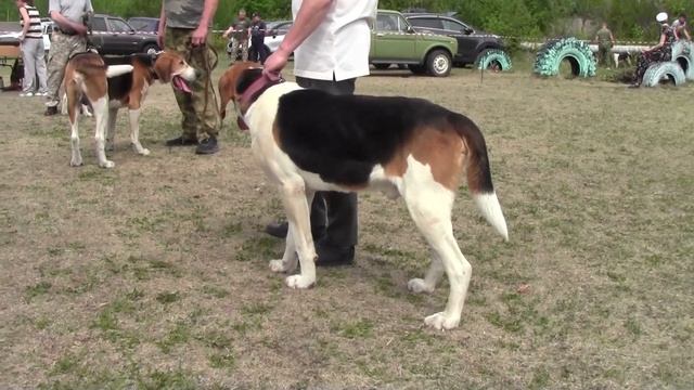 Выставка собак гончих пород в г. Н Тагиле 2023 г смотреть онлайн