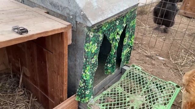 Собираю яйца по всему двору на даче