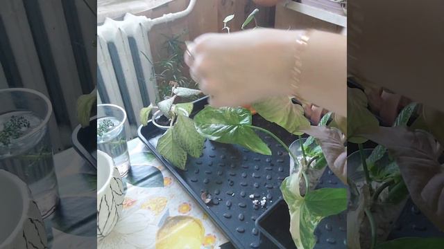 Укореняю эписции🌱, специфика формирования корней 🤔✔️. Сингониум пинк неон 😍❤️🪴розовый красавец 🔥❗️