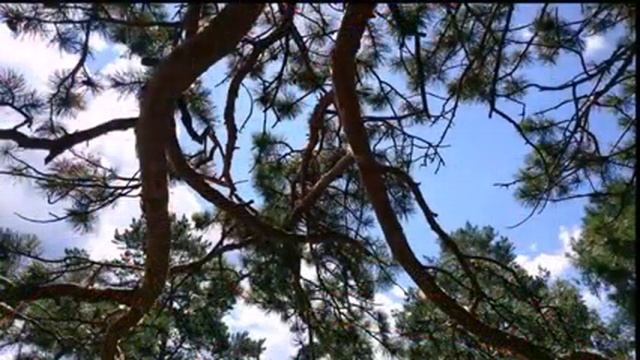 Фанпарк "Бобровый лог" смотреть онлайн