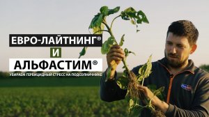 Евро-лайтнинг + Альфастим (убираем гербицидный стресс на подсолнечнике)