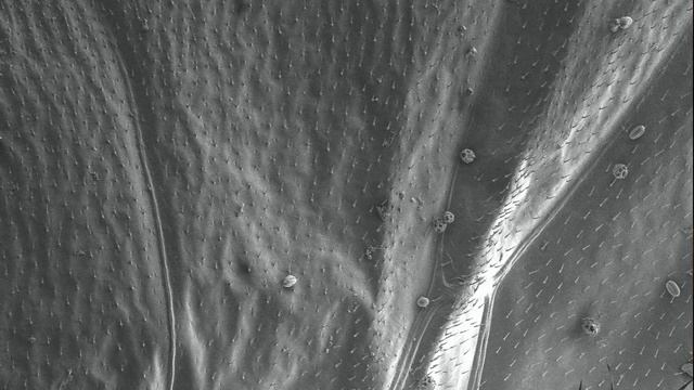 Пчеловодство. Как выглядит пчела под микроскопом.Тайны Микромира пчелы. смотреть онлайн