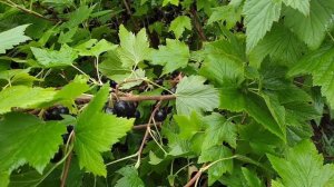 Ранняя Черная Смородина. Заменяем старые кусты. Обзор лучшего раннего сорта смородины.