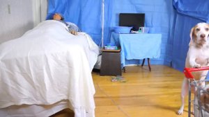 Один увлекательный день из жизни двух собак