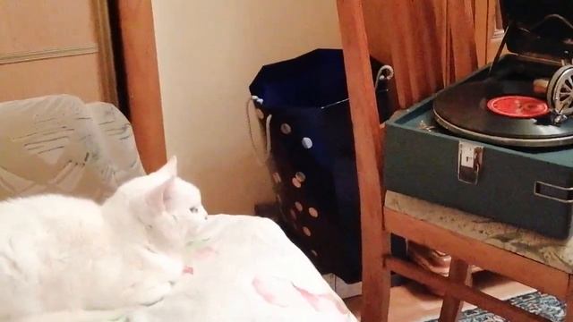 Аргентинская роза, джаз орекстр. смотреть онлайн