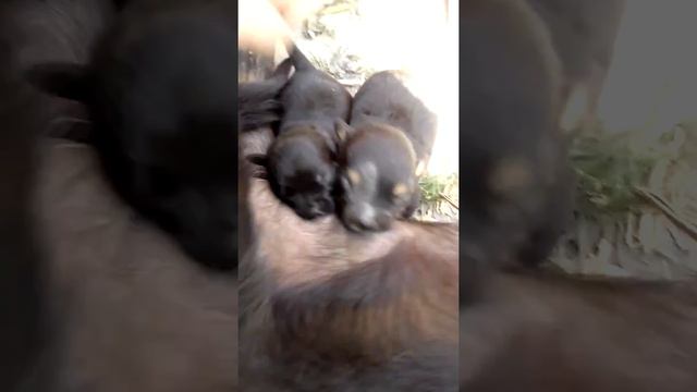 Щенки им 15 дней смотреть онлайн