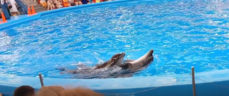 Танго дельфинов. смотреть онлайн