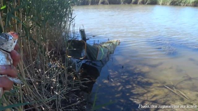 РЫБАЛКА НА ЗАКИДУШКИ. ТОЛЬКО ЗАКИНУЛ И УЖЕ КЛЮЮТ. РЫБАЛКА НА КРУПНОГО КАРАСЯ И БОНУСАМИ САЗАНЫ ЕСТЬ смотреть онлайн
