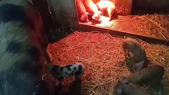 Поросята растут как на дрожжах! смотреть онлайн