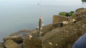 Рыбалка в Махачкале. Мужики на Редукторном ловят какую-то кильку.