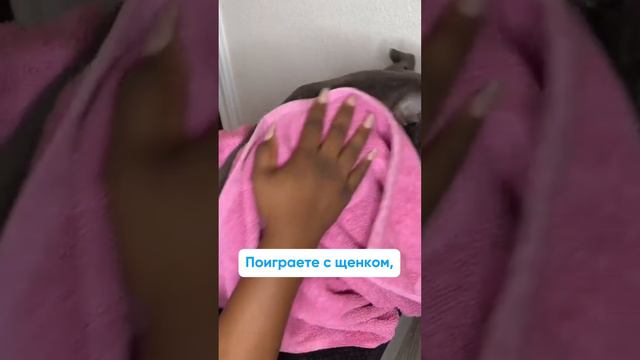 Как искупать щенка впервые? #собака #купаниесобаки #АннаТимофеева #дрессировкасобак #йорк #лабрадор смотреть онлайн