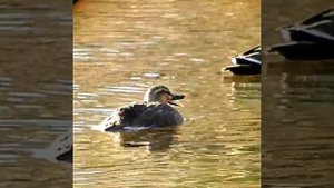 черная кряква#утка #утки #птица #кряква#птицы #птица #birdwatching#かるがも